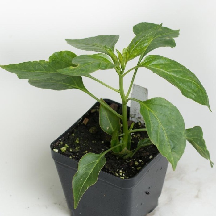 jalapeno seedlings